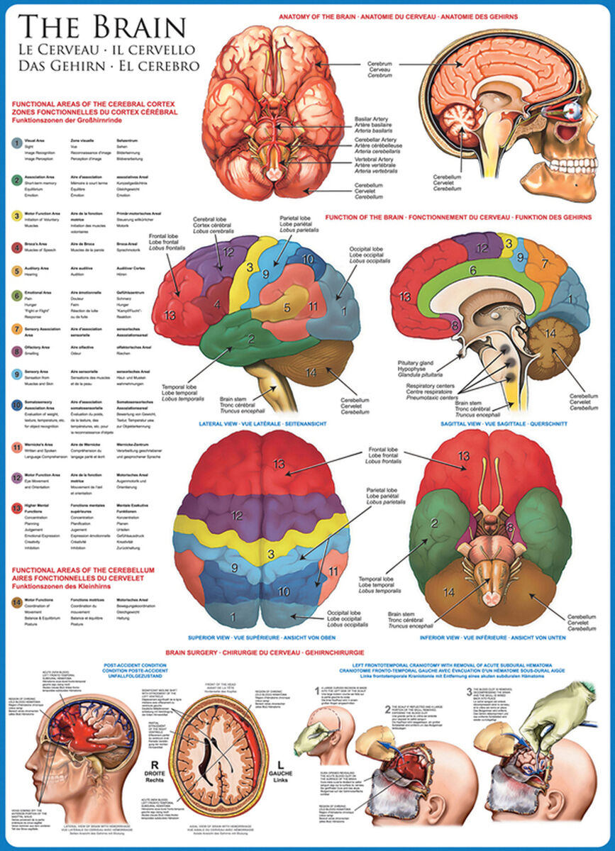 Eurographics 1000 Palan Palapeli The Brain