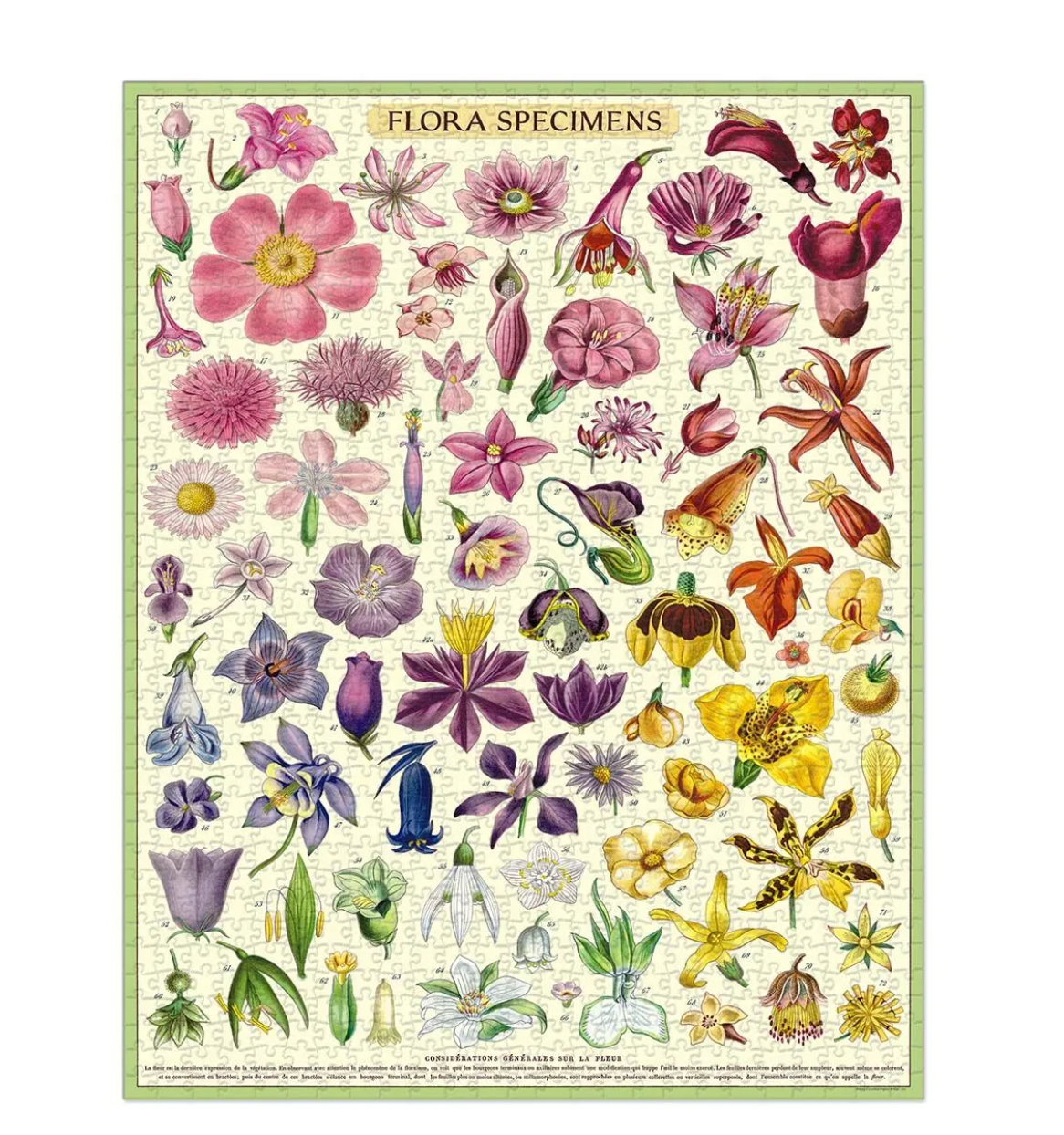 Cavallini & Co. Vintage Puzzle 1000 palaa Flora Specimens